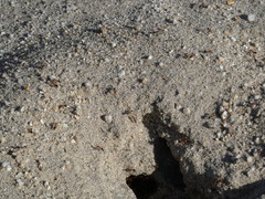 Endiodioctes