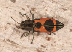Nascioides parryi
