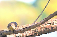 Setophaga coronata coronata