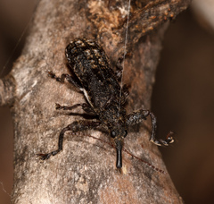 Isacantha dermestiventris