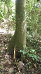 Schizolobium parahyba
