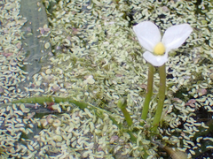 Sagittaria graminea