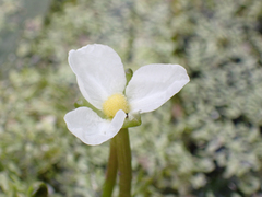 Sagittaria graminea