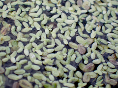 Lemna aequinoctialis