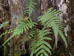 Pelazoneuron kunthii