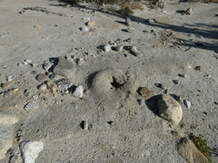 Endiodioctes