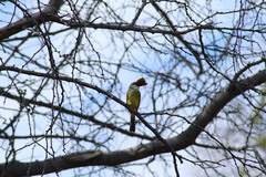 Opsiphanes boisduvallii