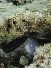 Gymnothorax thyrsoideus