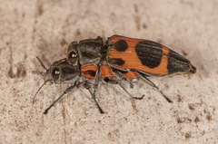 Nascioides parryi