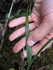 Maxillariinae
