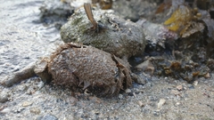 Pilumnus vespertilio