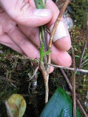 Maxillariinae