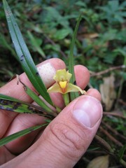 Maxillariinae