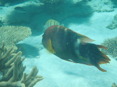 Cheilinus trilobatus