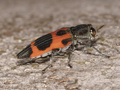 Nascioides parryi