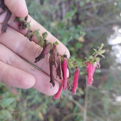 Lamourouxia pacifica