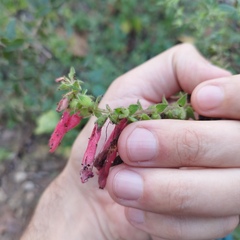 Lamourouxia pacifica