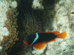 Amphiprion