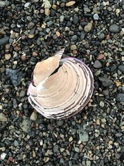 Semele decisa
