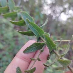 Lamourouxia pacifica