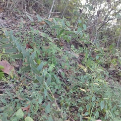 Lamourouxia pacifica