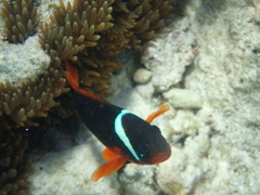 Amphiprion
