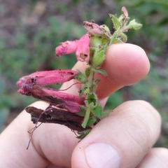 Lamourouxia pacifica