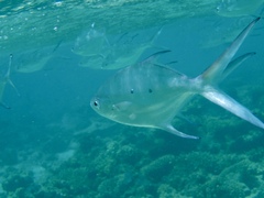 Trachinotus baillonii