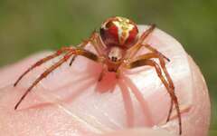 Novaranea queribunda