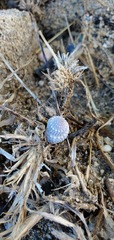 Cenchritis muricatus