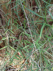 Orthosia scoparia