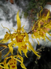 Oncidium