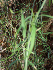 Orthosia scoparia
