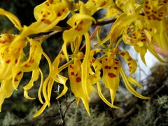 Oncidium