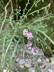 Carmichaelia odorata
