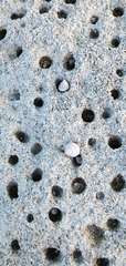 Cenchritis muricatus