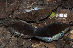 Lexias dirtea merguia
