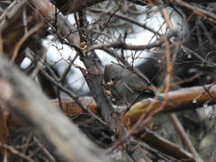 Baeolophus inornatus