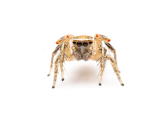 Habronattus aztecanus