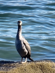 Phalacrocorax punctatus punctatus