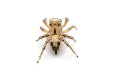 Habronattus aztecanus
