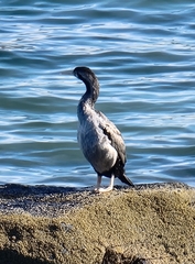 Phalacrocorax punctatus punctatus