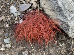Eriogonum nidularium