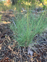 Festuca roemeri