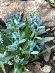 Lachenalia viridiflora