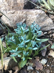 Lachenalia viridiflora