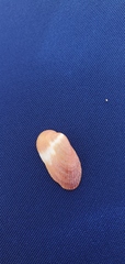 Barbatia domingensis