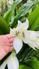 Crinum moorei