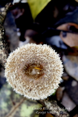 Lentinus