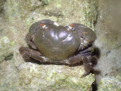 Eriphia sebana